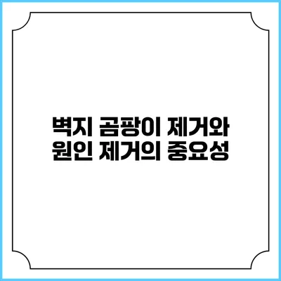 벽지 곰팡이 제거와 원인 제거의 중요성