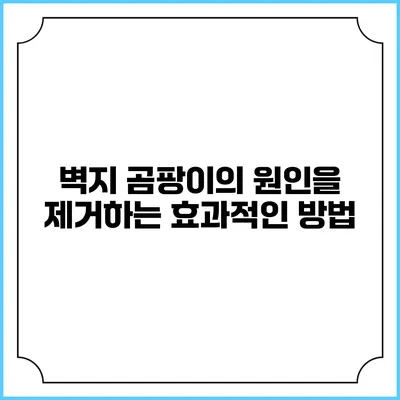 벽지 곰팡이의 원인을 제거하는 효과적인 방법